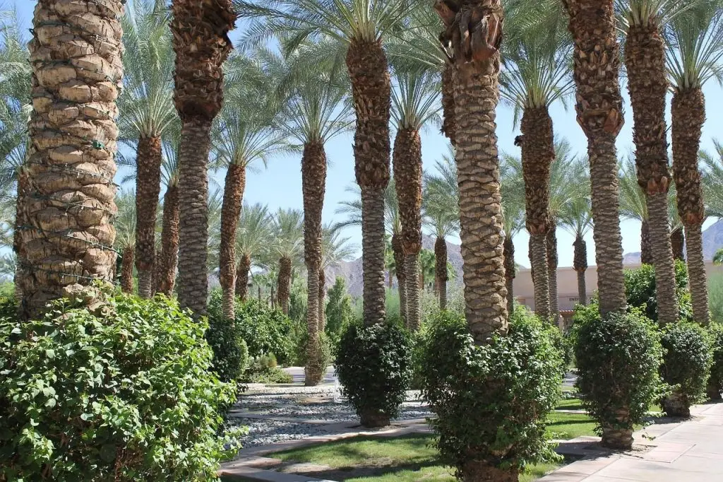 palm trees, garden, nature, yves saint lauren, marrakesh